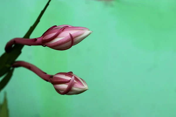 Крупним Планом Королева Нічного Квіткового Бутону Epiphyllum Oxypetalum Вранці — стокове фото