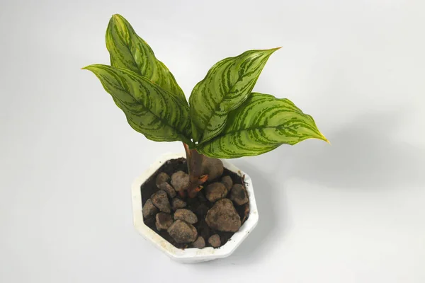 Groene Aglonema Huisplant Witte Pot Geïsoleerd Witte Achtergrond — Stockfoto
