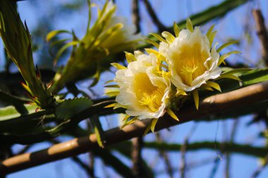 Ejderha Meyvesi Çiçeği 'nin yakından görünüşü bahçede çiçek açıyor.