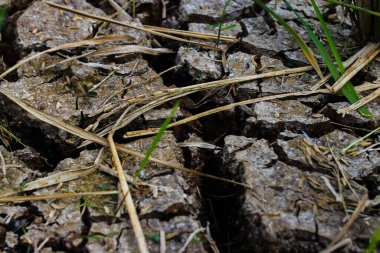 Kurak mevsimde çeltik tarlaları çatlamış ve kurumuş.