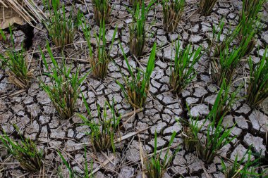 Kurak mevsimde çeltik tarlaları çatlamış ve kurumuş.