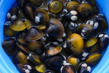 Bir avuç tatlı su altın deniztarağı, Corbicula fluminea, Endonezya 'daki bir gölden yerel bir çiftçi tarafından toplandı..