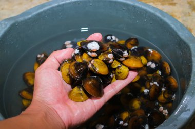 Ellerinde tatlı su deniztarakları, Corbicula fluminea, Endonezya 'daki bir gölden yerel bir çiftçi tarafından toplanmış..