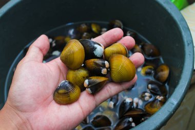 Ellerinde tatlı su deniztarakları, Corbicula fluminea, Endonezya 'daki bir gölden yerel bir çiftçi tarafından toplanmış..
