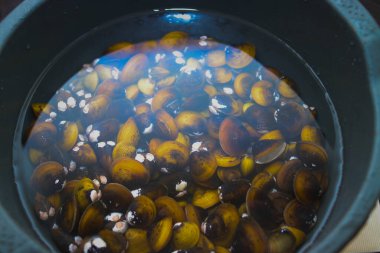 Bir avuç tatlı su altın deniztarağı, Corbicula fluminea, Endonezya 'daki bir gölden yerel bir çiftçi tarafından toplandı..