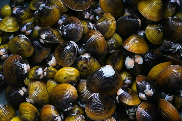 Bir avuç tatlı su altın deniztarağı, Corbicula fluminea, Endonezya 'daki bir gölden yerel bir çiftçi tarafından toplandı..