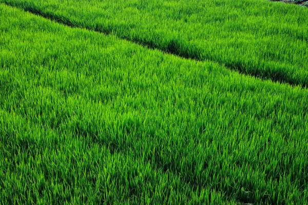 Top view of rice paddy field in the morning