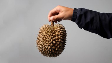 Beyaz arka plan üzerinde olgunlaşmış durian meyve tutan el