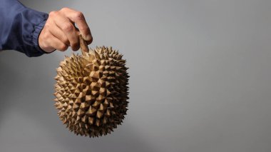 Beyaz arka plan üzerinde olgunlaşmış durian meyve tutan el