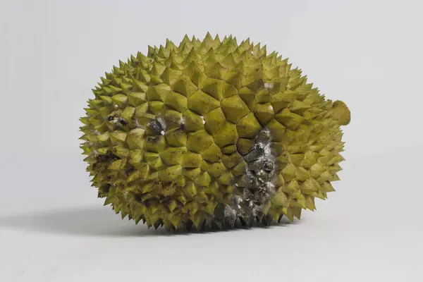 Ripe durian fruit with its distinctive spiky husk isolated on white background