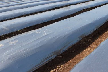 Nemini korumak, yabani otları bastırmak ve ekinleri korumak için toprağı kaplayan plastik gübre sıraları bir tarlaya serilir. Malç açık gri renktedir ve yerde düz görünür..