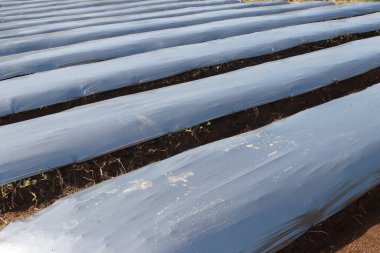 Nemini korumak, yabani otları bastırmak ve ekinleri korumak için toprağı kaplayan plastik gübre sıraları bir tarlaya serilir. Malç açık gri renktedir ve yerde düz görünür..