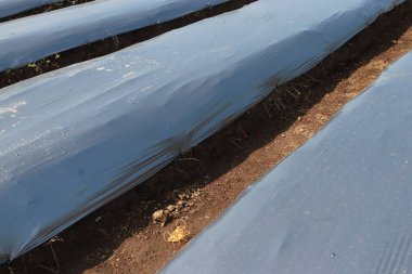 Nemini korumak, yabani otları bastırmak ve ekinleri korumak için toprağı kaplayan plastik gübre sıraları bir tarlaya serilir. Malç açık gri renktedir ve yerde düz görünür..