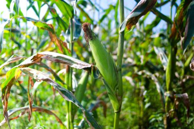 Endonezya 'da bir mısır tarlasında gelişen mısır koçanı yerel bir çiftçi tarafından hasat edilmeye hazır. Görüntü, tarımsal bir geçmişi temsil ediyor.