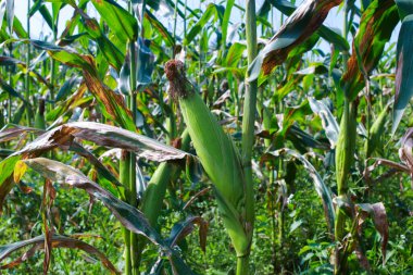 Endonezya 'da bir mısır tarlasında gelişen mısır koçanı yerel bir çiftçi tarafından hasat edilmeye hazır. Görüntü, tarımsal bir geçmişi temsil ediyor.