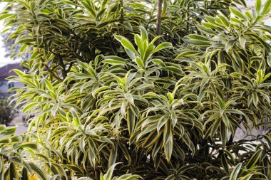 A vibrant Song of India plant (Dracaena reflexa) with long, slender leaves featuring striking green and yellow variegation. The plant is densely foliated, creating a lush and textured appearance clipart