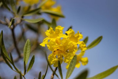 Sarı Tabebuia aurea çiçekleri, aynı zamanda Altın Trompet Ağacı çiçekleri olarak da bilinir, mavi gökyüzüne karşı bir ağaç dalında çiçek açarlar.