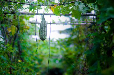 Luffa gourds, also known as sponge gourds, Gambas, oyong, Luffa acutangula, angled luffa, Chinese okra, dish cloth gourd, or silk gourd, are hanging from a vine in a field, ready for harvest by farmer clipart