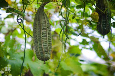 Luffa gourds, also known as sponge gourds, Gambas, oyong, Luffa acutangula, angled luffa, Chinese okra, dish cloth gourd, or silk gourd, are hanging from a vine in a field, ready for harvest by farmer clipart