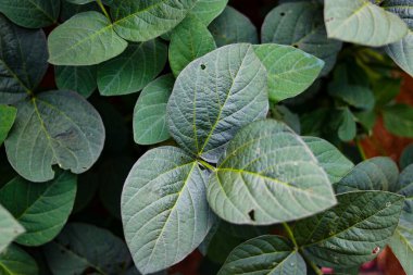 Yeşil Edamame 'ın Üst Görünümü Bir Tarlada Bırakıyor