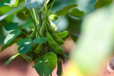 Bir tarladaki sarmaşıkta yetişen edamame fasulyelerinin yakın plan çekimi. Fasulyeler yeşil ve dolgun, yemyeşil yapraklarla çevrili..