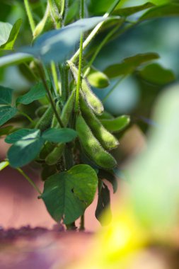 Bir tarladaki sarmaşıkta yetişen edamame fasulyelerinin yakın plan çekimi. Fasulyeler yeşil ve dolgun, yemyeşil yapraklarla çevrili..