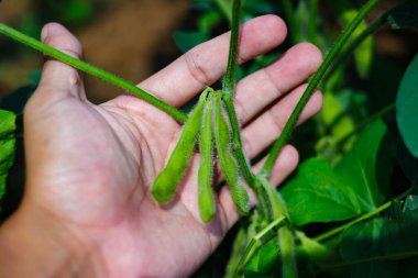 İçinde birkaç yeşil edamame fasulyesi gelişen bir soya fasulyesi kabuğunu nazikçe tutuyor. Fasulyeler hala sarmaşığa bağlı ve Endonezya 'da yetişen yemyeşil yapraklarla çevrili.