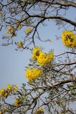 Sarı Tabebuia aurea çiçekleri, aynı zamanda Altın Trompet Ağacı çiçekleri olarak da bilinir, mavi gökyüzüne karşı bir ağaç dalında çiçek açarlar.