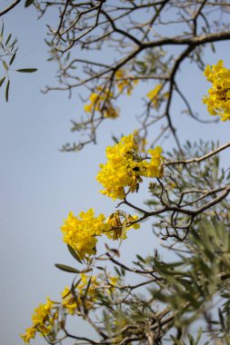 Sarı Tabebuia aurea çiçekleri, aynı zamanda Altın Trompet Ağacı çiçekleri olarak da bilinir, mavi gökyüzüne karşı bir ağaç dalında çiçek açarlar.