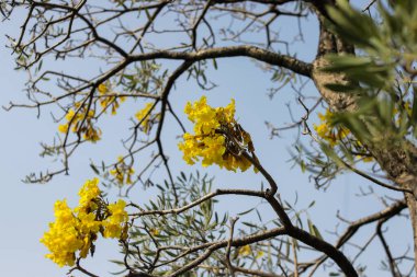 Sarı Tabebuia aurea çiçekleri, aynı zamanda Altın Trompet Ağacı çiçekleri olarak da bilinir, mavi gökyüzüne karşı bir ağaç dalında çiçek açarlar.