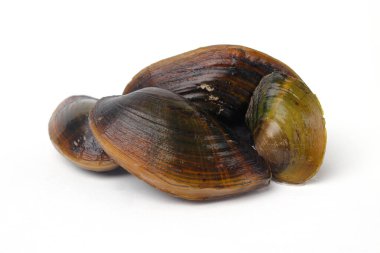 Bir grup Pilsbryoconcha sürgün midyesi beyaz bir arkaplanda izole edildi. Endonezya 'da 