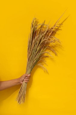 Sarı arka planda izole edilmiş kurutulmuş pirinç saplarını tutan bir el. Sapları altın kahverengidir, uçlarında görünür taneler vardır, gevşek ve doğal bir şekilde dizilmiştir.