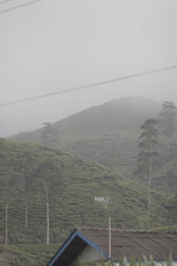 A beautiful, misty landscape with rolling hills covered in lush green vegetation, likely tea plantations. clipart