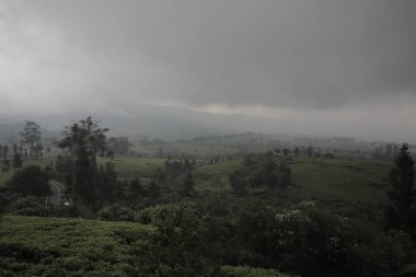 Güzel, sisli bir manzara. Yuvarlanan tepeler yemyeşil bitki örtüsüyle kaplı. Muhtemelen çay tarlaları..
