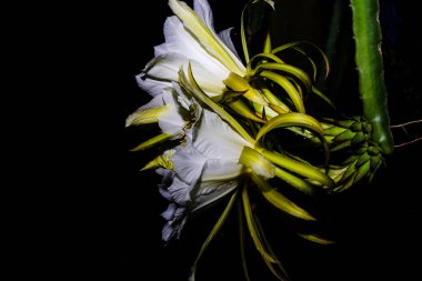 Gece karanlığında çiçek açan büyük, kokulu bir ejderha meyve çiçeğinin yakın çekimi.