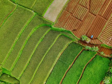 A breathtaking aerial view of lush green rice terraces in Sukabumi, West Java, Indonesia. The intricate patterns of the fields, carved into the hillside, create a stunning visual spectacle clipart