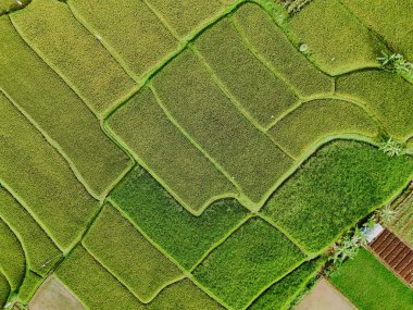 Sukabumi, Batı Java, Endonezya 'daki yemyeşil pirinç teraslarının nefes kesici hava manzarası. Tepenin yamacına oyulmuş alanların karmaşık desenleri göz kamaştırıcı bir görüntü yaratıyor.