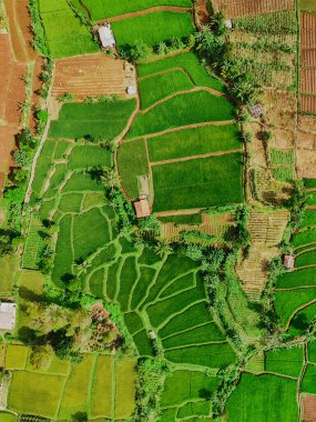 Sukabumi, Batı Java, Endonezya 'daki yemyeşil pirinç teraslarının nefes kesici hava manzarası. Tepenin yamacına oyulmuş alanların karmaşık desenleri göz kamaştırıcı bir görüntü yaratıyor.