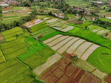 A breathtaking aerial view of lush green rice terraces in Sukabumi, West Java, Indonesia. The intricate patterns of the fields, carved into the hillside, create a stunning visual spectacle clipart