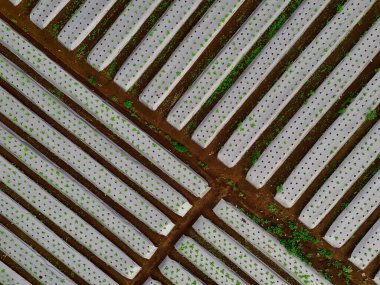 Aerial view of a mulched vegetable farm in Indonesia, where crops are protected by white mulching sheets, creating a striking geometric pattern across the landscape clipart