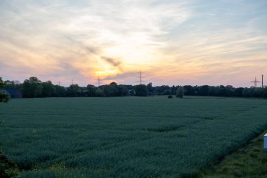 A field of blooming canola at dusk. Sunset near Moers, Germany. clipart