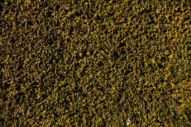 Mezuniyet kulesi, tuz üretiminde kullanılan bir yapıdır. Tuz çözeltisindeki suyu buharlaştırarak, mineral tuzu konsantrasyonunu artırır..