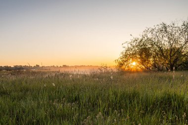 Güzel bir gün doğumu, açık bir tarlada ağaçların dallarından süzülen ılık ışınlar. Yüksek kalite fotoğraf