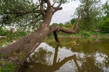 Yaşlı bir ağaç bulutlu havada gölde suyun üzerine eğildi. Yüksek kalite fotoğraf