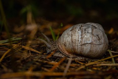 Bir bahçe salyangozu yumuşak orman toprağında sürünür. Tahta bir dalda sürünen salyangoz. - Evet. Yüksek kalite fotoğraf