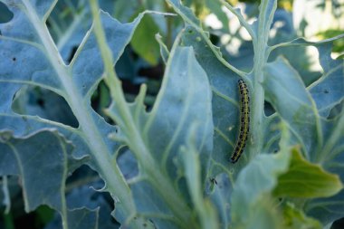 Hasarlı lahana yaprakları, tırtıl, böcekler, haşereler, beyaz lahana yaprakları. Yüksek kalite fotoğraf