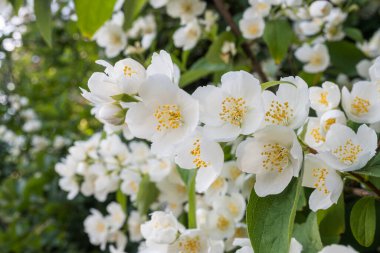 White jasmine flowers on a blurred background close-up. High quality photo clipart