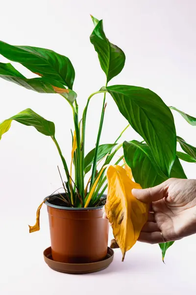 Bir kadının eli, tencereye yerleştirilmiş sarı bir spathiphyllum yaprağını tutar. Ev bitkileriyle ilgilenmek. Yüksek kalite fotoğraf