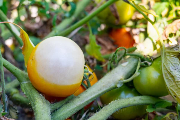 A half-dried, diseased tomato. Growing tomatoes, caring for tomatoes. Problems with growing tomatoes. High quality photo