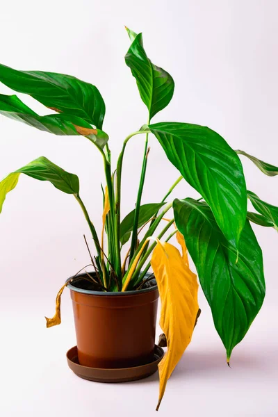  Ev bitkileriyle ilgilenmek. Kahverengi bir tencerede büyük yeşil ve sarı kuru yapraklı dekoratif bitki spathiphyllum. Yüksek kalite fotoğraf